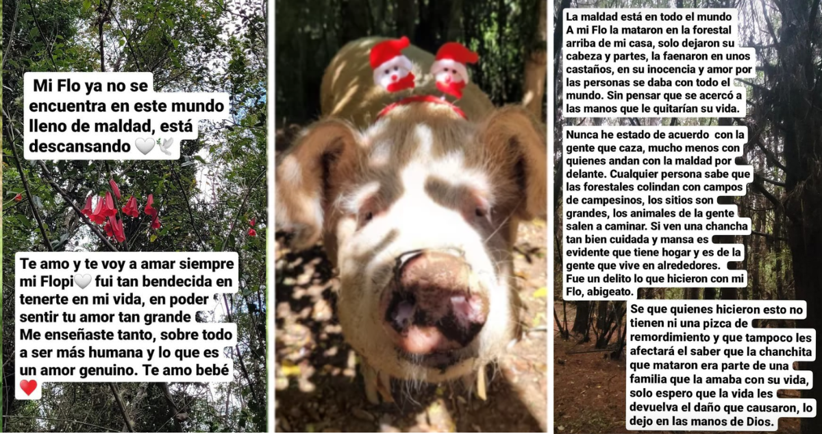 “Mi Flo ya no se encuentra en este mundo lleno de maldad”: hallan muerta a cerda desaparecida