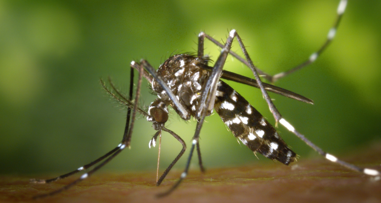 Hallan en Los Andes huevos de mosquito que transmite dengue, fiebre amarilla y zika