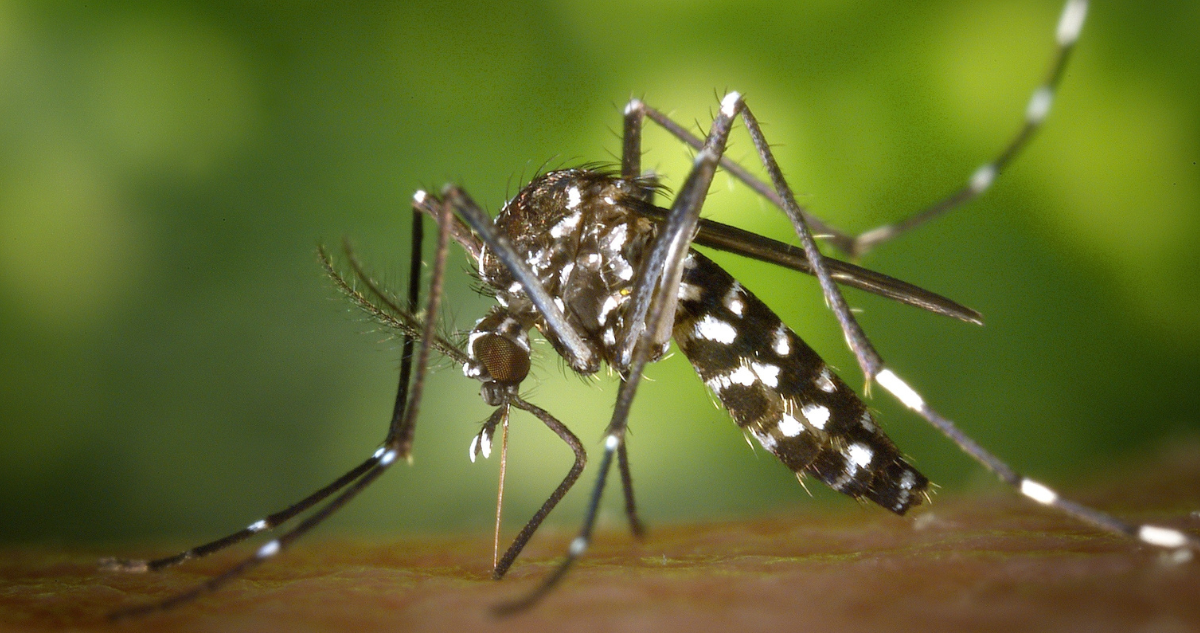 Hallan en Los Andes huevos de mosquito que transmite dengue, fiebre amarilla y zika