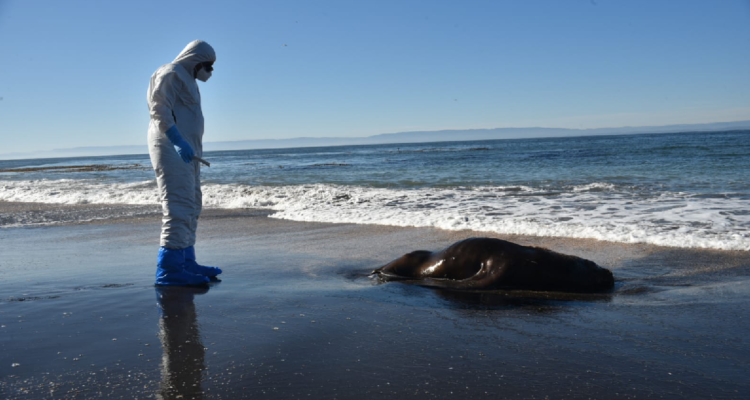 Aumentan a 102 los lobos marinos muertos en la isla Santa María