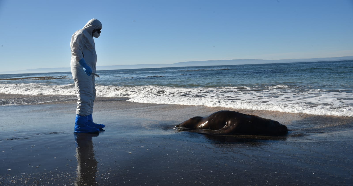 Aumentan a 102 los lobos marinos muertos en la isla Santa María