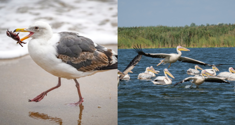 Gaviota (izquierda) y pelicano (derecha) en referencia a nuevo informe de los CDC sobre mutación de gripe aviar en chileno