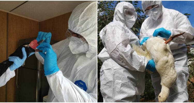 Acusan falta de coordinación de autoridades con la comunidad ante casos de influenza aviar en Valdivia