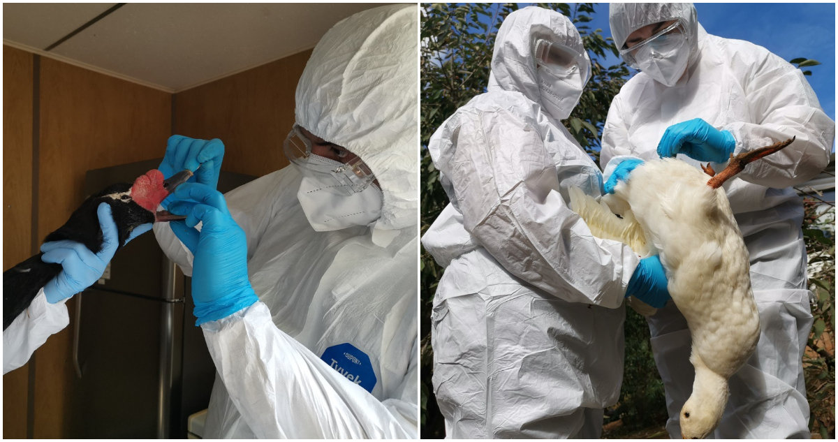 Acusan falta de coordinación de autoridades con la comunidad ante casos de influenza aviar en Valdivia