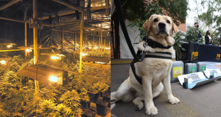 Capturan a banda china que plantaba marihuana en galpones para venderla en la RM