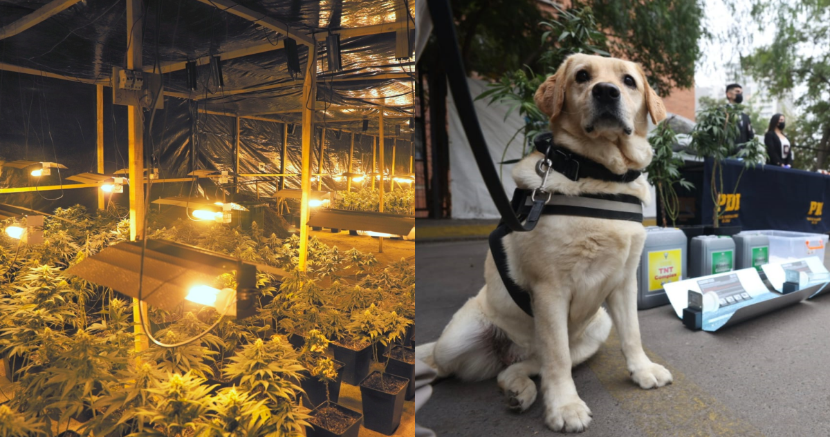 Capturan a banda china que plantaba marihuana en galpones para venderla en la RM