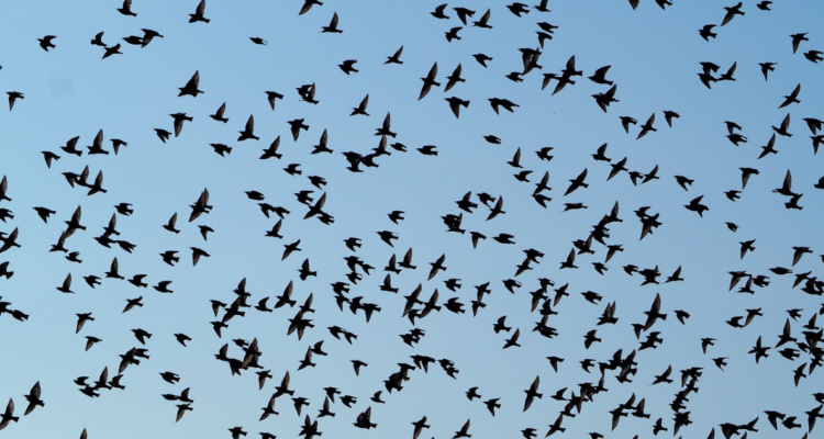 bandada de pájaros