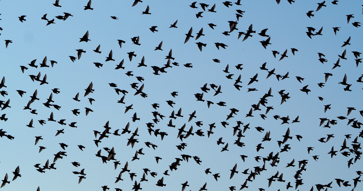 bandada de pájaros