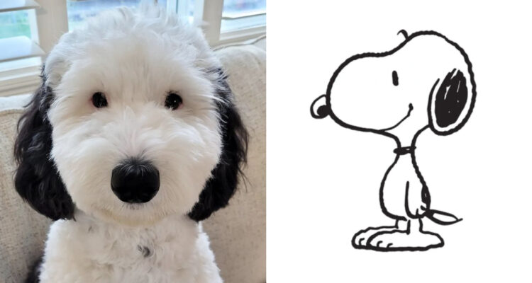 Bayley, la doble de Snoopy