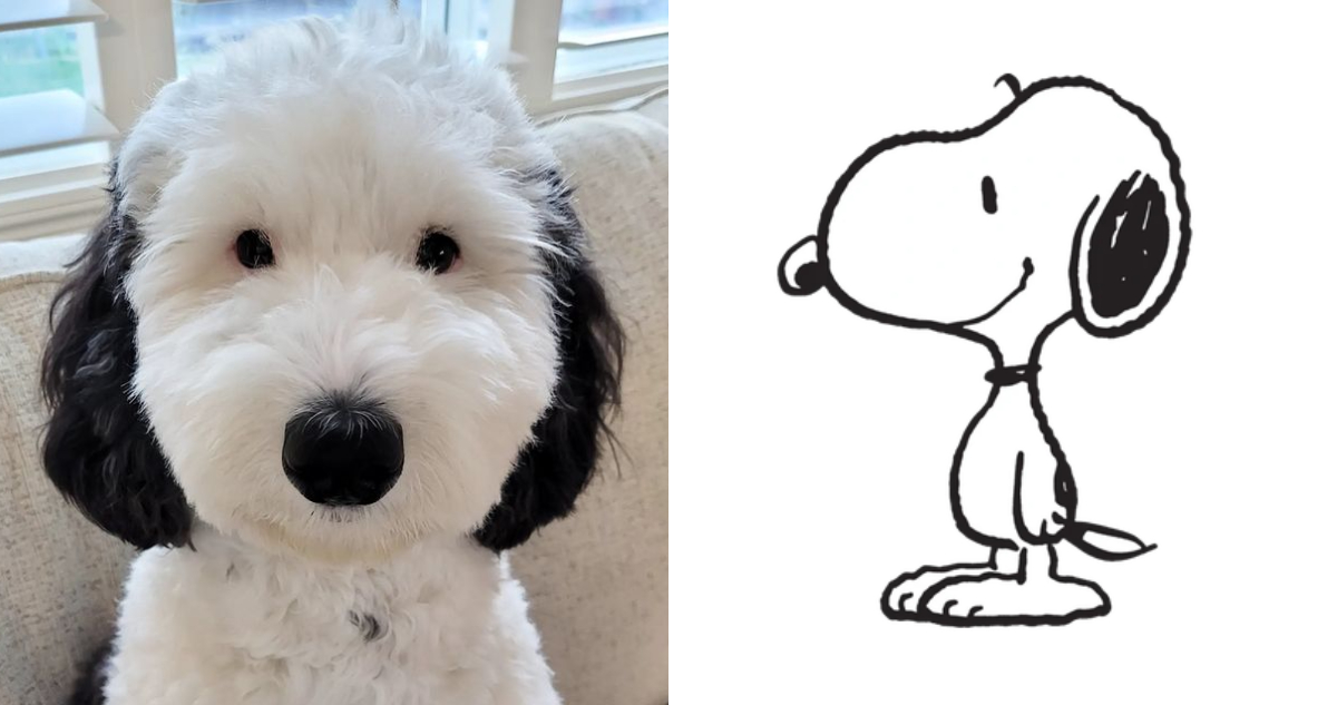 Bayley, la doble de Snoopy