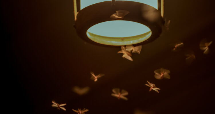 por qué los insectos van hacia la luz