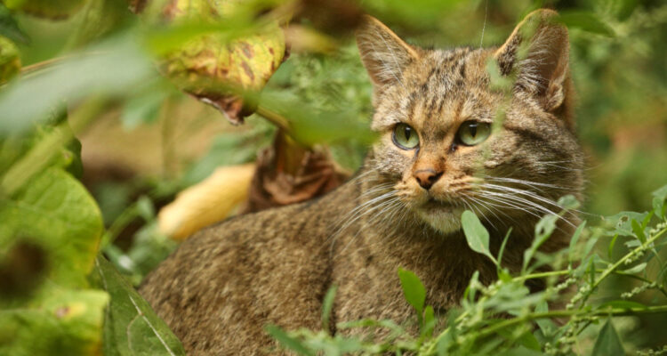 Cancelan polémico torneo infantil para cazar gatos salvajes en Nueva Zelanda