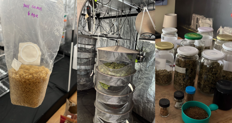 Dos detenidos en Ñuñoa tras hallazgo de centro de producción de marihuana y hongos alucinógenos