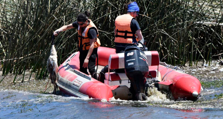 A casi 500 llega el número de cisnes muertos en Santuario Carlos Andwanter: SAG analiza muestras