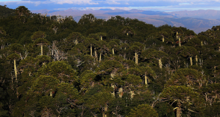Confirman multa de $345 millones contra Mininco por dañar más de 100 araucarias en Curanilahue