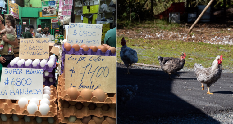 Declaran Estado de Emergencia Agrícola en la provincia de Concepción por Gripe Aviar en 3 planteles