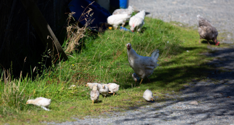 SAG confirma primer caso de Gripe Aviar en plantel con cerca de 50 aves de traspatio en Puyehue