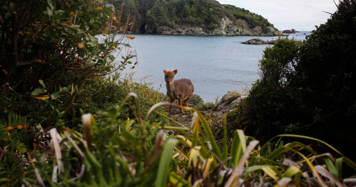 PDI investiga hallazgo de pudú desollado al interior de una tolva en Feria Fluvial de Valdivia
