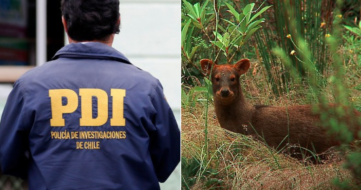 Investigación por pudú muerto en feria de Valdivia arrojó que primero fue atropellado y luego faenado