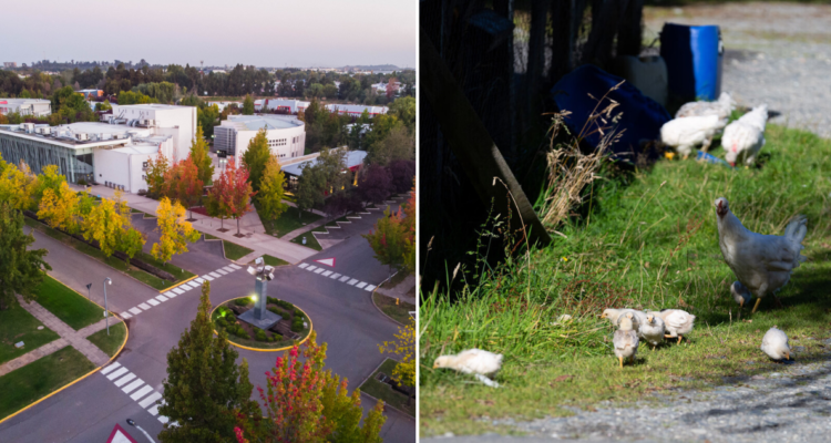 Universidad de Talca cierra de forma preventiva ante posible caso de Gripe Aviar