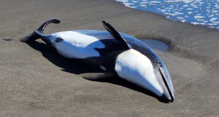 delfines dieron positivo a gripe aviar