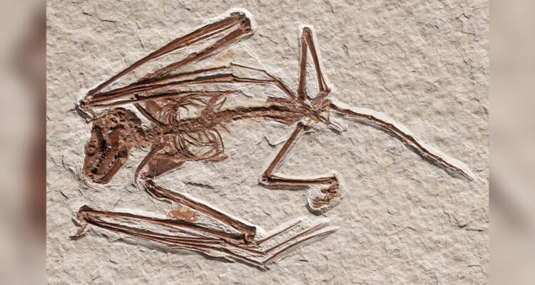 Descubren la más antigua especie de murciélago extinto