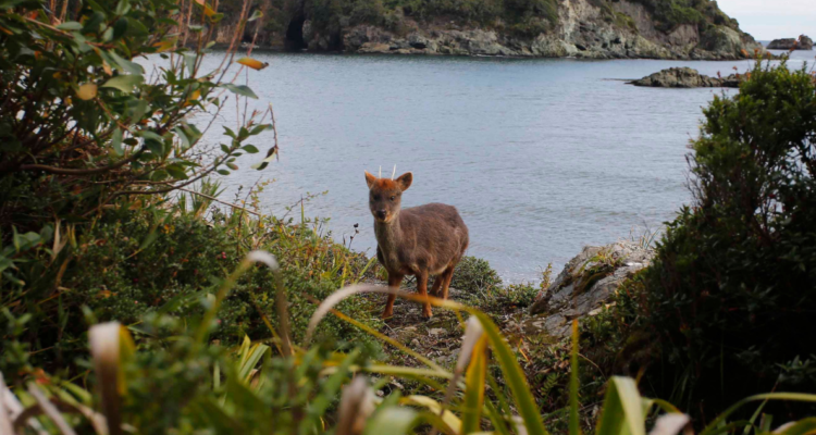 Sujetos matan a pudú en la región de Los Lagos.