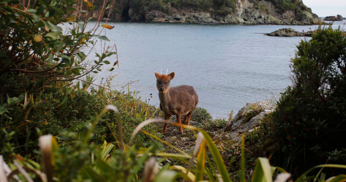 Sujetos matan a pudú en la región de Los Lagos.