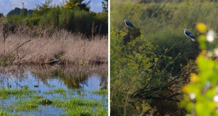Ministra del Medio Ambiente anuncia 2 nuevos humedales urbanos para la región del Bío Bío.
