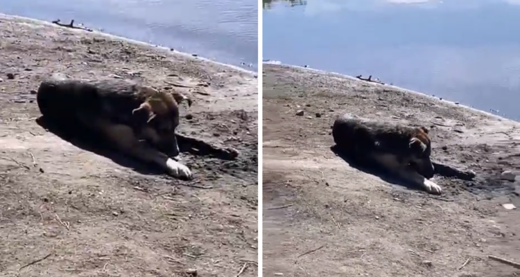 Denuncian envenenamiento masivo a perros en la comuna de Laja, región del Bío Bío.