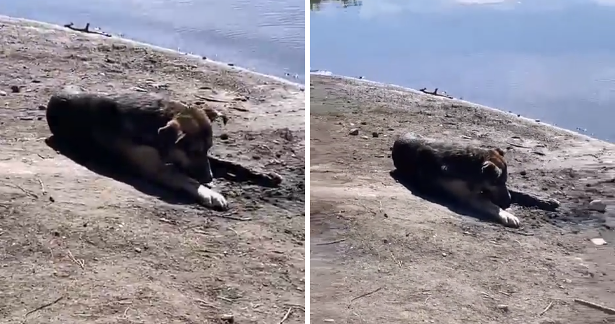 Denuncian envenenamiento masivo a perros en la comuna de Laja, región del Bío Bío.