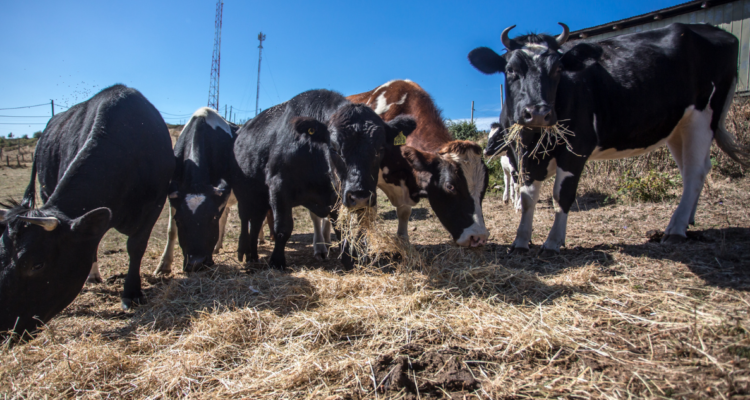 Presidente de Socabio denuncia grave aumento de robos en zonas rurales en la Provincia de Bío Bío.