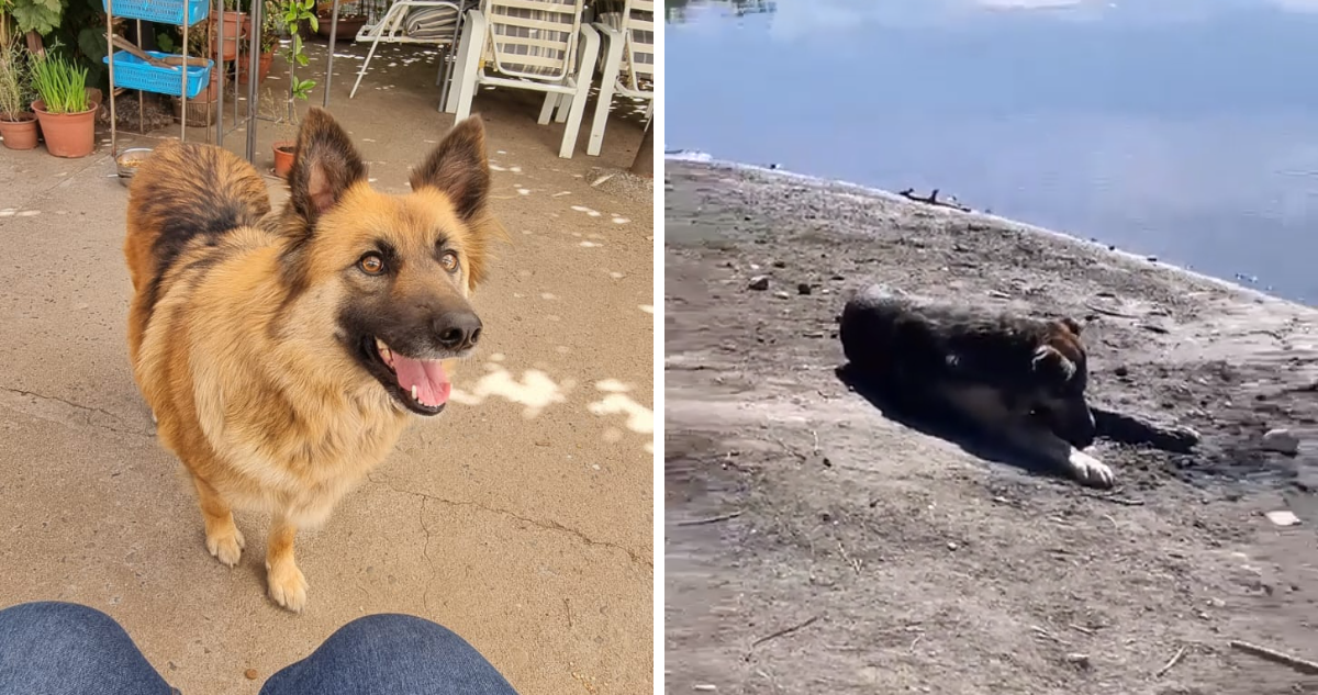 Envenenamientos masivos hasta casos de zoofilia, los graves casos de maltrato animal que remecen al país.