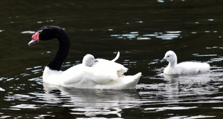 Colegio médico veterinario de Chiloé solicita más recursos para combatir la gripe aviar en la zona.