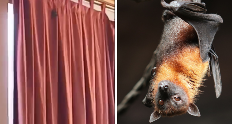 Captura de video| Pixabay