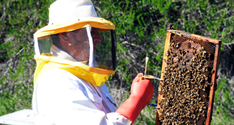Apicultores de la provincia del Bío Bío recibieron ayuda por pérdidas que tuvieron durante los incendios forestales del verano.