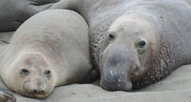 ¿Cómo funciona el ciclo de sueño de los elefantes marinos?
