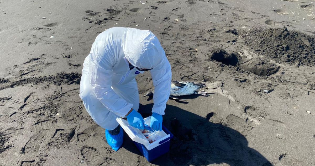 Al menos 100 pingüinos fueron encontrados muertos en la playa Moncul de Carahue