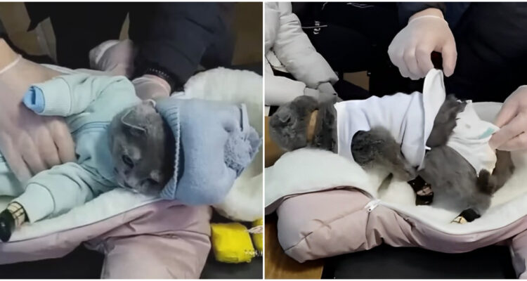 Detienen a mujer que vistió a su gato de bebé para transportar droga