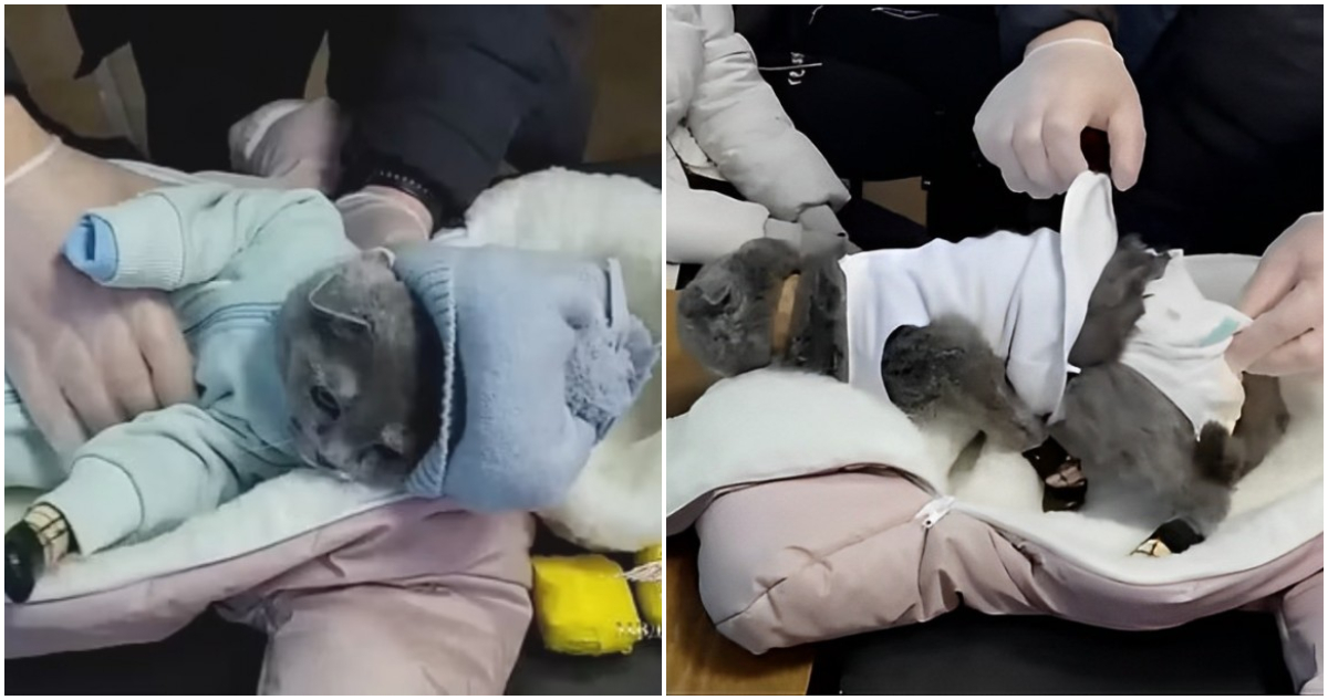 Detienen a mujer que vistió a su gato de bebé para transportar droga