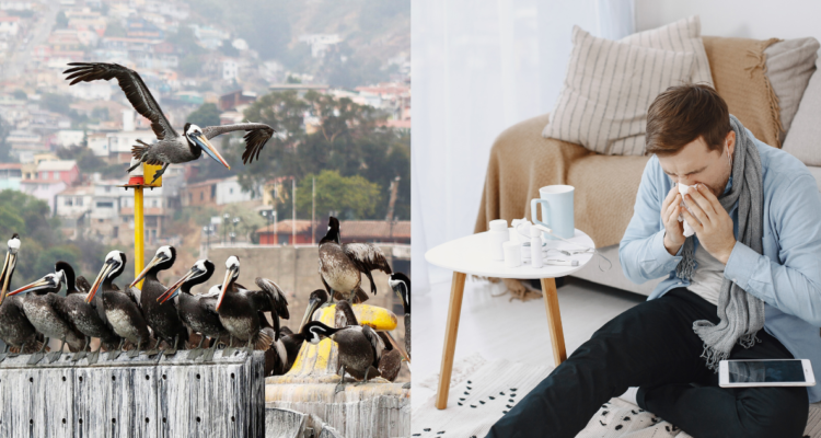 Pelicanos en el borde costero de Valparaíso (izquierda) y un hombre enfermo (derecha) en referencia a la Gripe Aviar