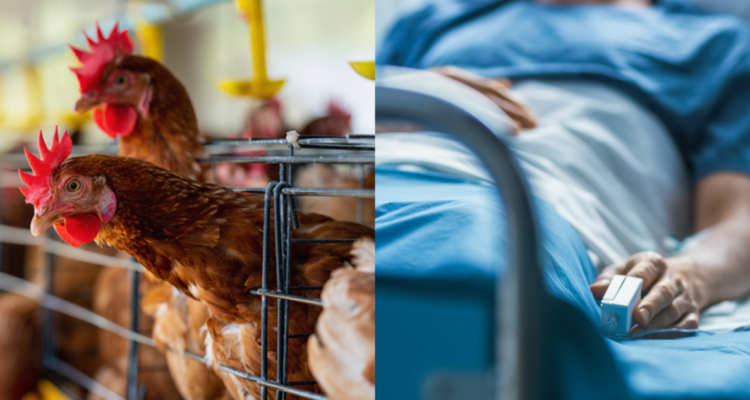 Mutaciones de gripe aviar