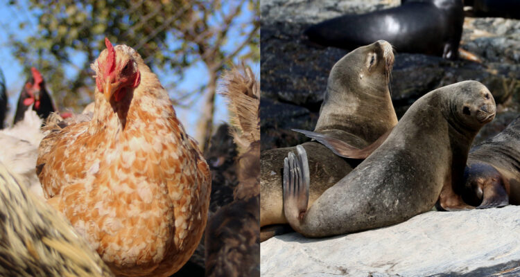 Una gallina naranja mira haca abajo entre un grupo de aves de su especie. A su lado, un lobo marino mira hacia la cámara. Ambas especies han sido detectadas con gripe aviar.