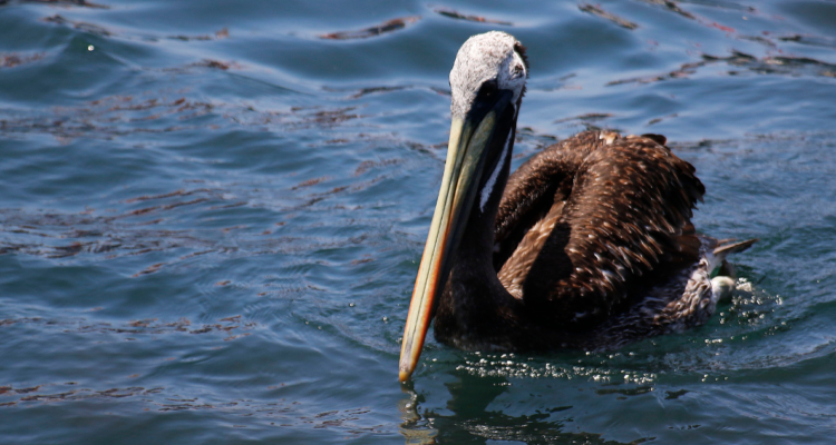 gripe aviar en Universidad de Talca