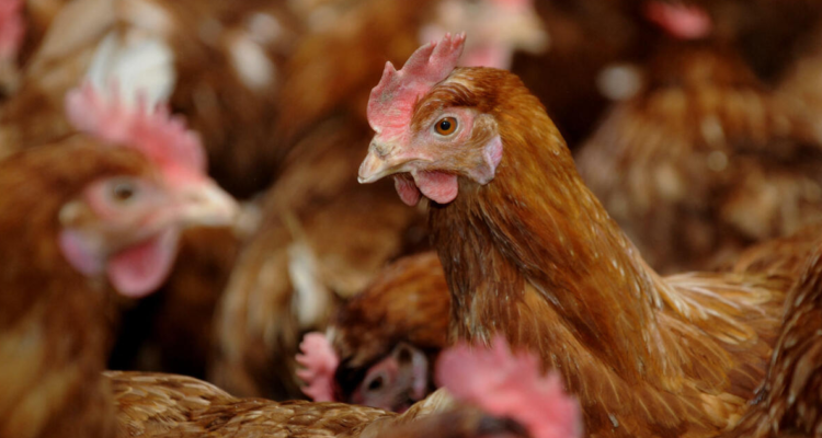 China reportó a la OMS su primera muerte por la nueva gripe aviar.