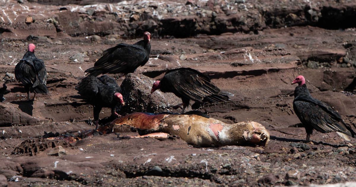 Gripe aviar en Chile: Decretan prohibición de caza de aves silvestre y no descartan cierre de playas