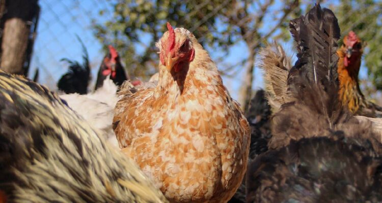 El ministerio de agricultura y el mundo privado buscan medidas para contener el virus a la vez que potenciar las exportaciones