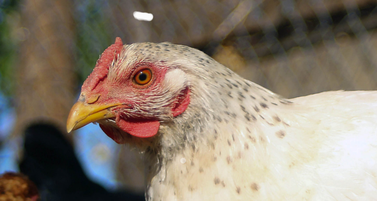 Imagen de contexto de una gallina a propósito de nuevos contagios de gripe aviar en Florida, región del Bío Bío.