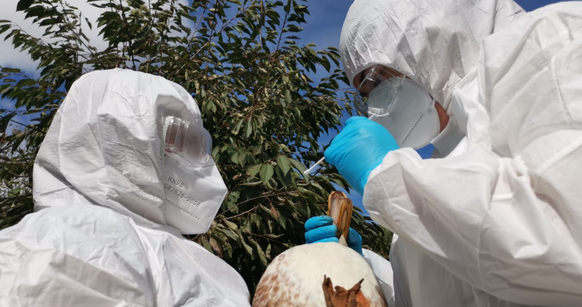 Gripe Aviar: 250 cisnes de cuello negro han sido retirados del Santuario de la Naturaleza de Valdivia
