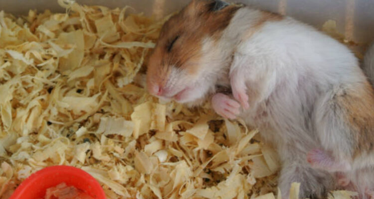 ¿Cómo identificar su un hámster entró en hibernación?